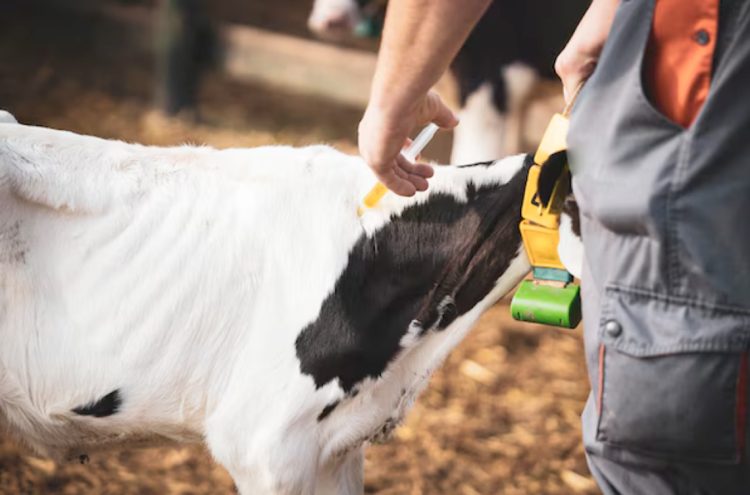 El Colegio de Veterinarios apunta contra la competencia desleal de veterinarios extranjeros