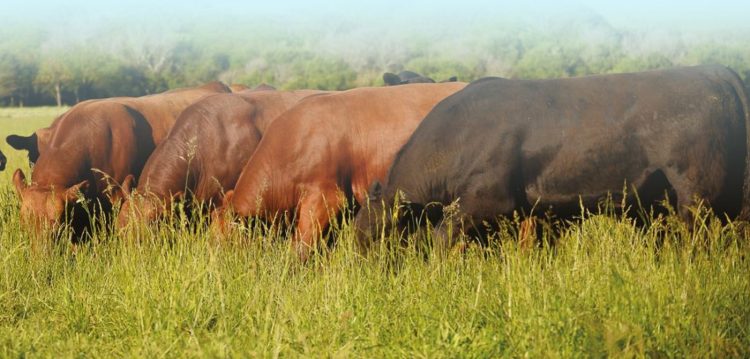 Joaquín Falcón: “Estamos en la recta final de una buena zafra de toros”