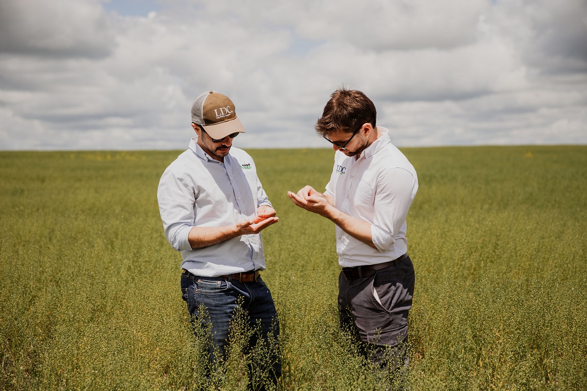 LDC y GCE desarrollarán variedades de camelina y semillas, además de proporcionar soporte técnico a los productores.