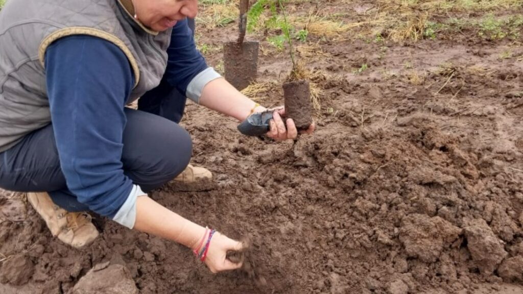 Plantación de algarrobos blancos en el Campo Experimental INTA Quimili en el día Internacional de los Bosques Plantación de algarrobos blancos en el Campo Experimental INTA Quimili en el día Internacional de los Bosques