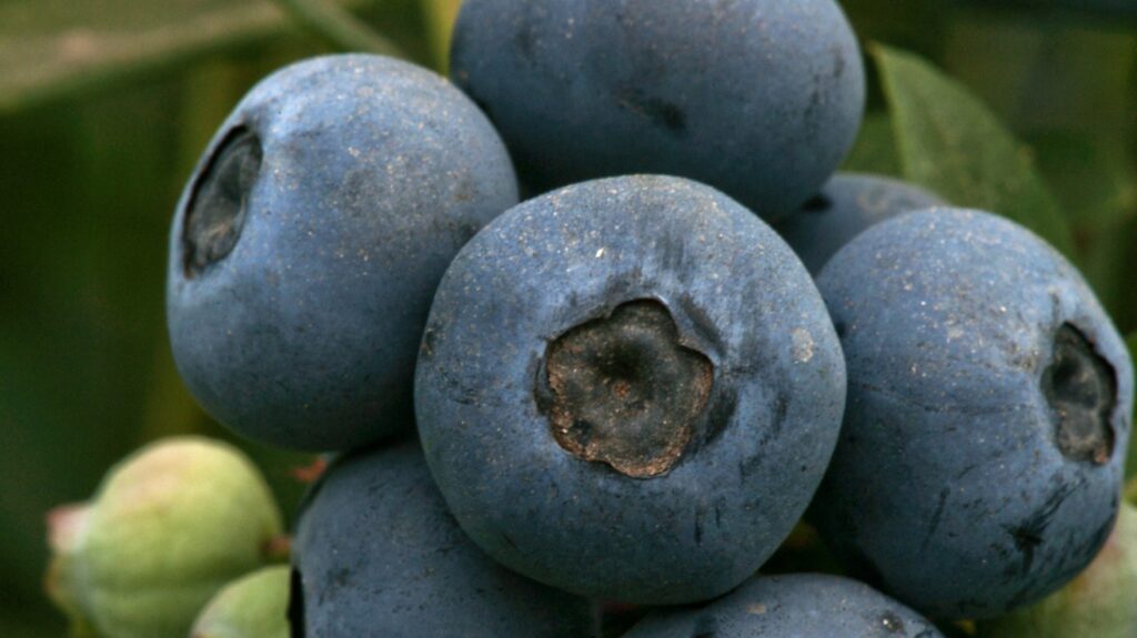 Mejoran las condiciones del ingreso a Brasil de las frutas frescas argentinas Mejoran las condiciones del ingreso a Brasil de las frutas frescas argentinas