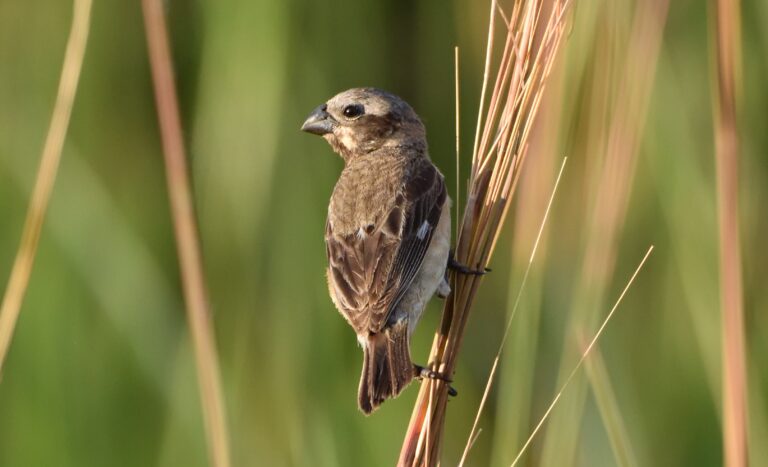 Ituzaingó, la joya argentina del avistamiento de aves: biodiversidad, turismo y naturaleza