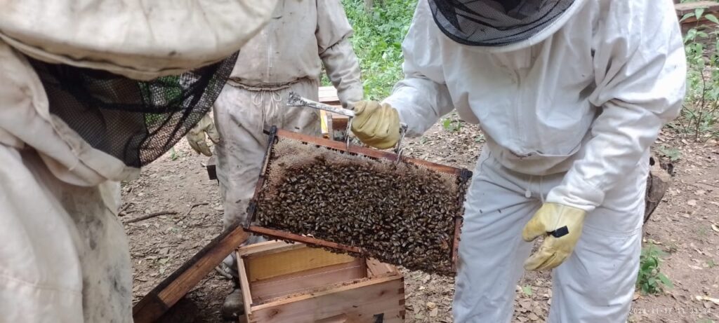 La provincia del Chaco lidera la producción de miel orgánica en la República Argentina