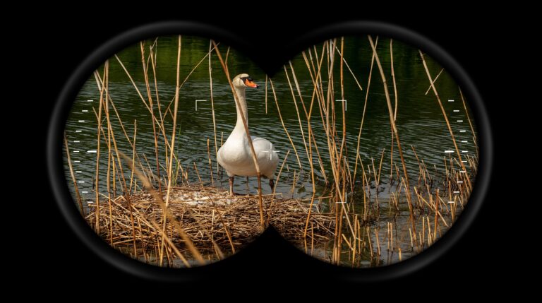 Avistamiento de aves con propósito científico: qué equipo necesitás y por qué importa