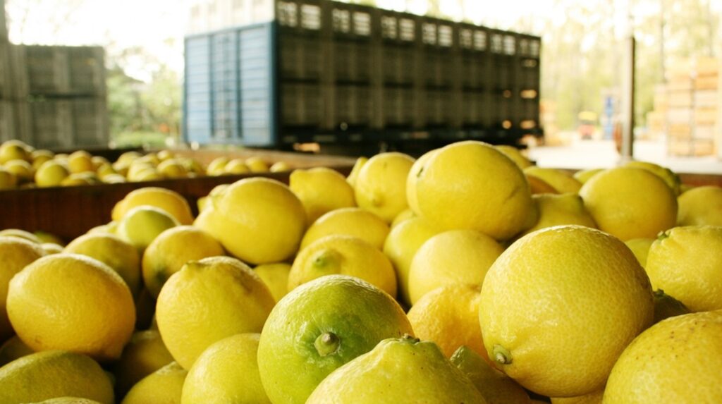 Se abrió el mercado chileno para la exportación de limones frescos argentinos Se abrió el mercado chileno para la exportación de limones frescos argentinos