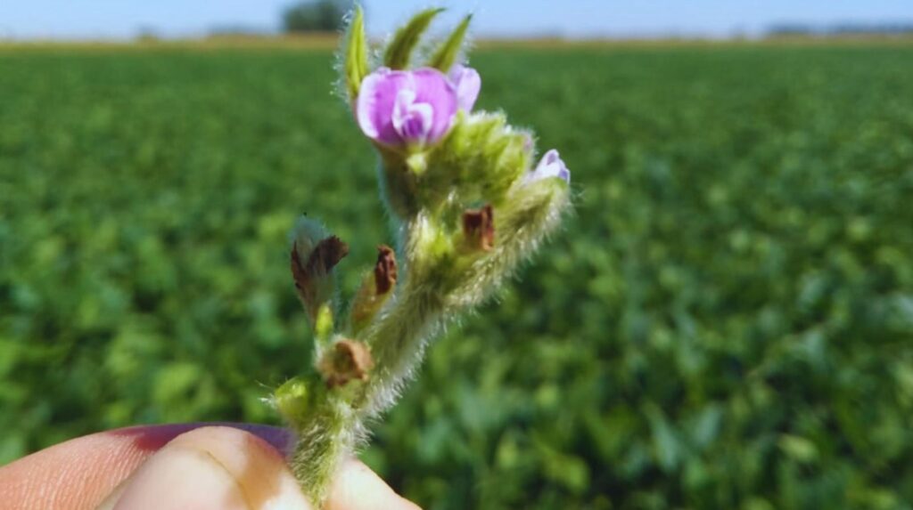 Polinización biótica: fundamental para la producción de alimentos Polinización biótica: fundamental para la producción de alimentos