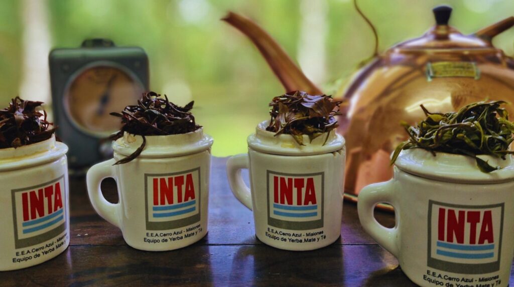 Té argentino: una infusión con calidad internacional Té argentino: una infusión con calidad internacional