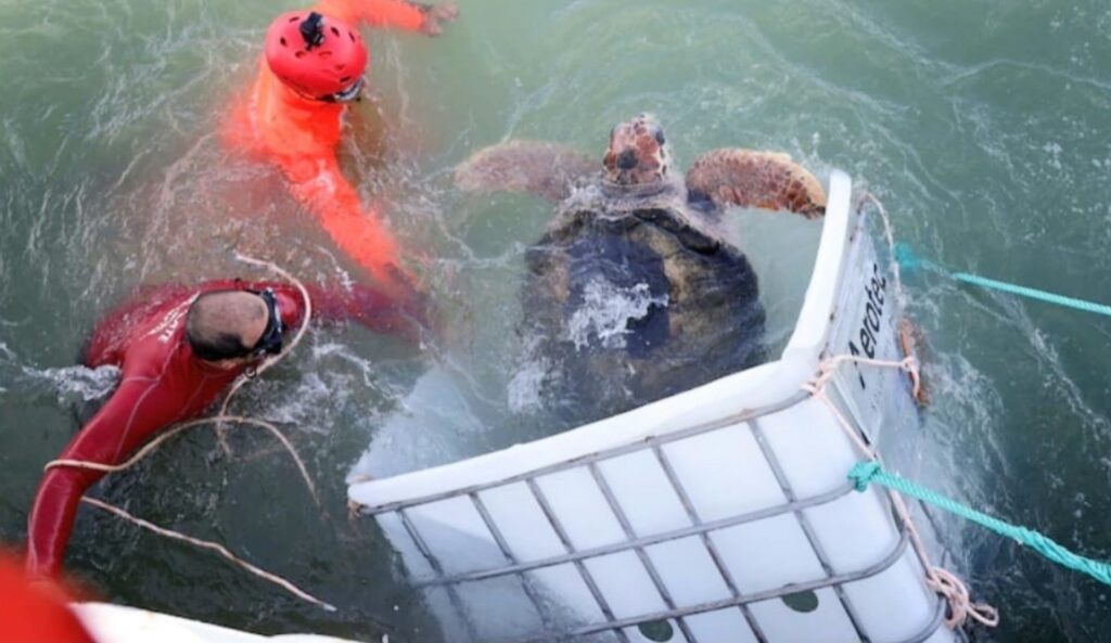 La Prefectura Naval Argentina regresa una tortuga a su hábitat natural La Prefectura Naval Argentina regresa una tortuga a su hábitat natural