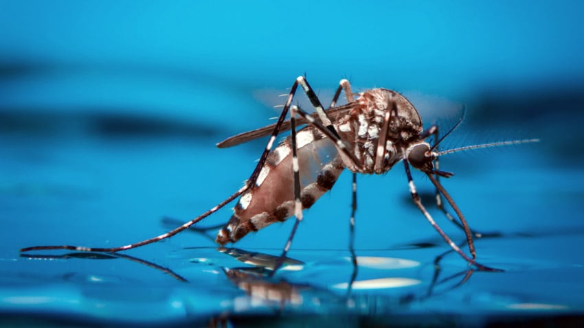 Argentina fortalece la vigilancia conjunta de dengue en la frontera con Paraguay