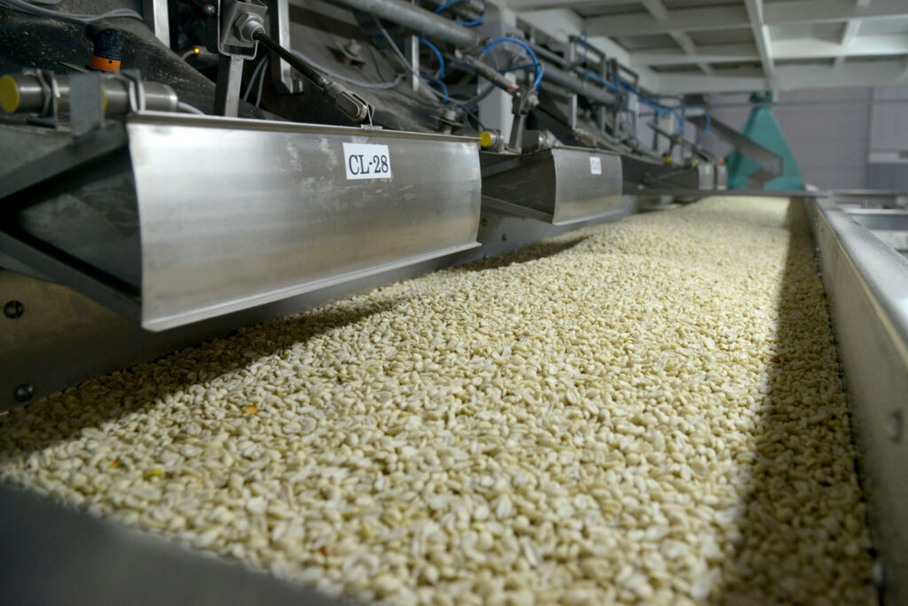 Argentina lidera el mercado mundial de maní con exportaciones récord