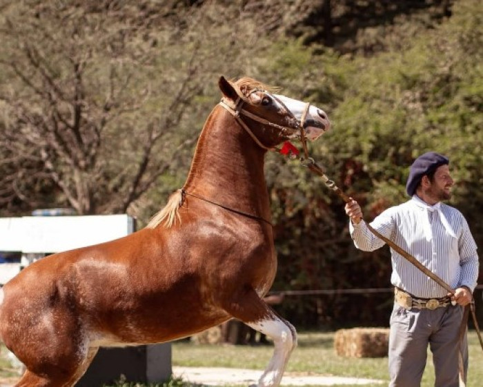 Argentina: Expo Equinos 2025 Rio Cuarto: Tradición y Pasión por los Caballos Criollos Argentina: Expo Equinos 2025 Rio Cuarto: Tradición y Pasión por los Caballos Criollos