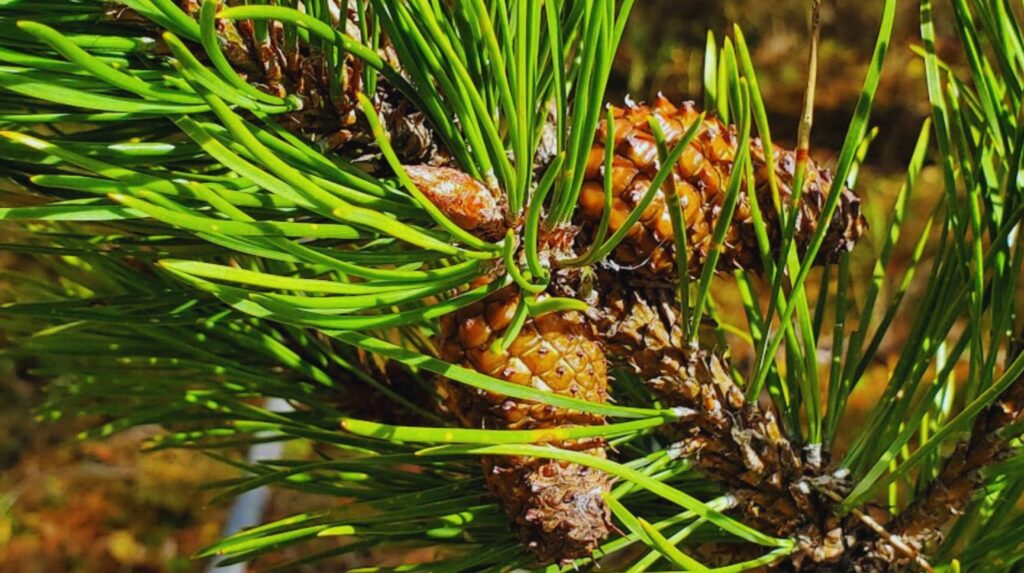 Bosques más fuertes: genética clave frente a la sequía Bosques más fuertes: genética clave frente a la sequía