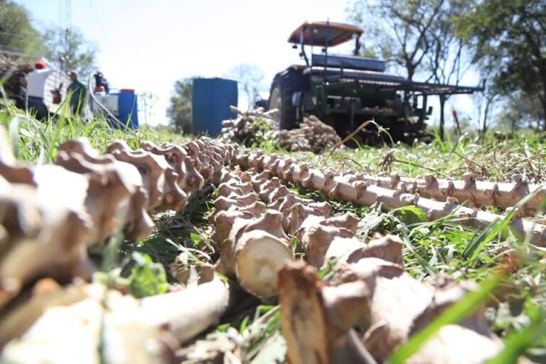 La Mandioca: un cultivo clave para la Agricultura Familiar y la seguridad alimentaria