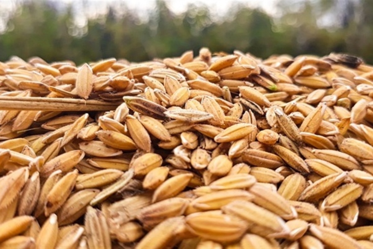 Brasil retoma liderazgo en exportaciones de arroz y logra superávit comercial