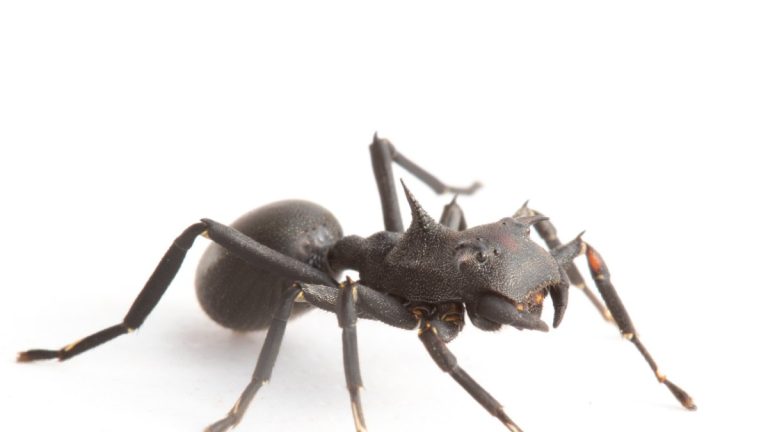 Hallan en la Amazonía ecuatoriana una araña que imita hormigas y redefine estrategias de supervivencia