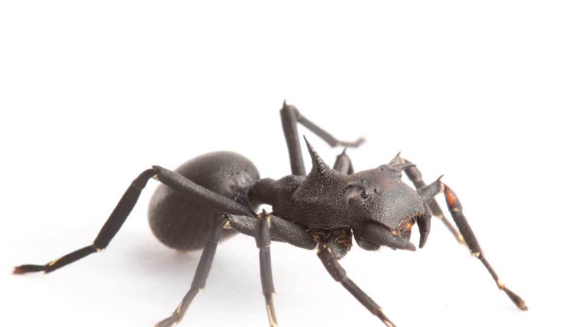 Hallan en la Amazonía ecuatoriana una araña que imita hormigas y redefine estrategias de supervivencia Hallan en la Amazonía ecuatoriana una araña que imita hormigas y redefine estrategias de supervivencia