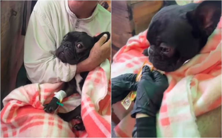 Reportaron milagroso rescate de un perrito con vida tras 16 días bajo los escombros