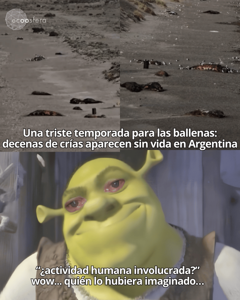 29 ballenatos aparecieron muertos en Chubut y nadie sabe por qué