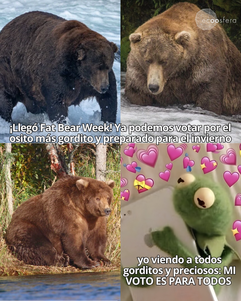 32 Chunk vuelve al Fat Bear Week 2026 a defender su título de oso más gordo de Alaska