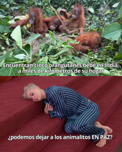 5 crías de orangután halladas en Bhubaneswar: ¿cómo llegaron a India?