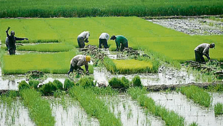 Agricultores de Sechura denuncian abandono y pérdidas