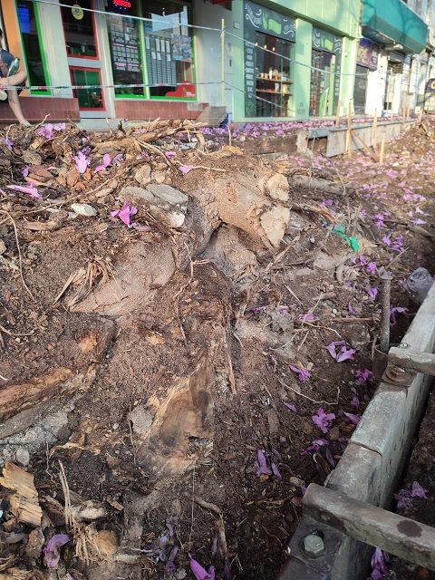 Alertan por la estabilidad de los lapachos mutilados en calle 25 de Mayo