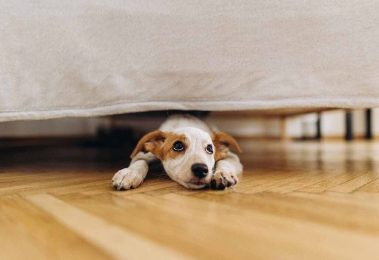 Ansiedad por separación en perros: síntomas y tratamiento