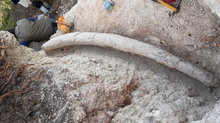 Argentina — Descubren en Argentina un colmillo de mastodonte que es el más grande de Sudamérica