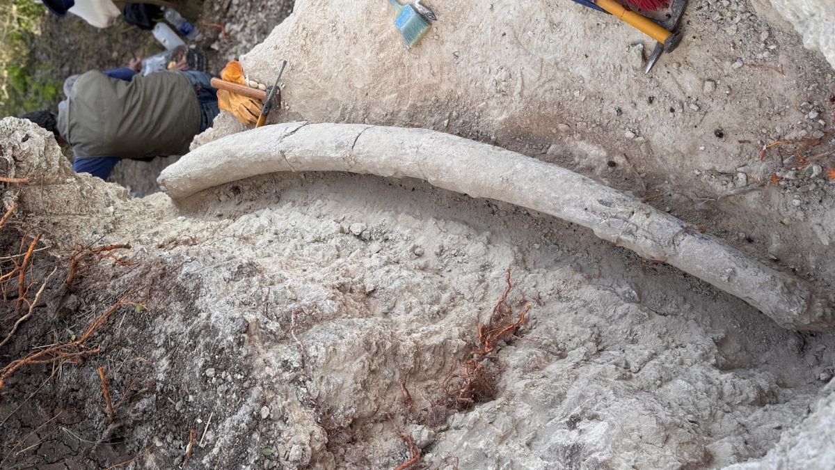 Argentina — Descubren en Argentina un colmillo de mastodonte que es el más grande de Sudamérica