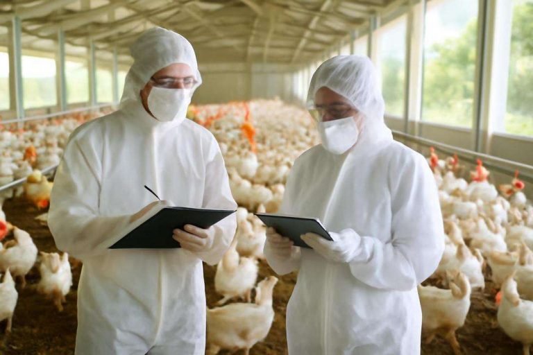 Bajo la lupa de la ciencia: Cómo EE.UU. y la OMS vigilan de cerca la evolución de la gripe aviar H5N1