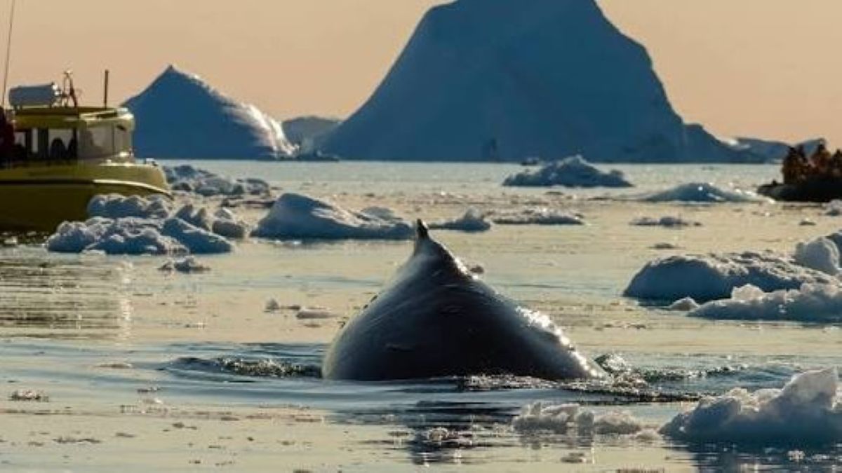 Ballenas en Groenlandia: un espectáculo natural único en la ruta migratoria entre glaciares Ballenas en Groenlandia: un espectáculo natural único en la ruta migratoria entre glaciares