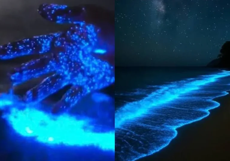 Bioluminiscencia ilumina las noches en La Ciénaga de Aragua