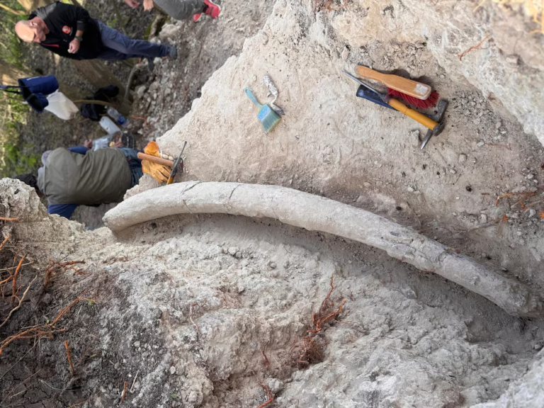 Bolivia — Hallazgo récord en la Argentina: descubrieron el colmillo de mastodonte más grande de Sudamérica