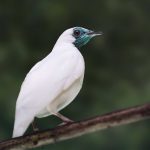 Brasil — Estudo aponta que duas aves brasileiras estão entre as mais barulhentas