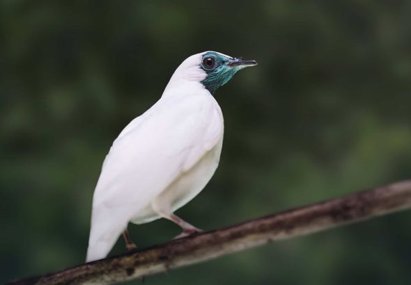 Brasil — Estudo aponta que duas aves brasileiras estão entre as mais barulhentas
