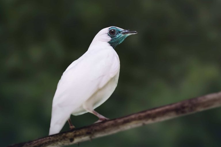 Brasil — Estudo aponta que duas aves brasileiras estão entre as mais barulhentas
