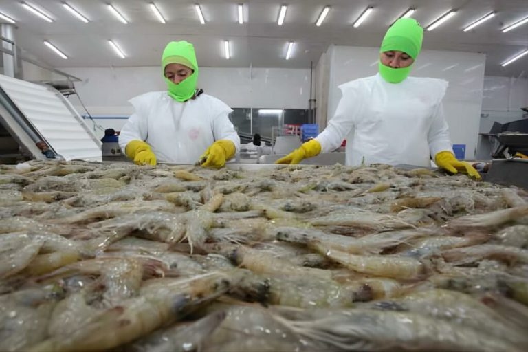 Camaroneras reciben plan ante posible llegada de El Niño