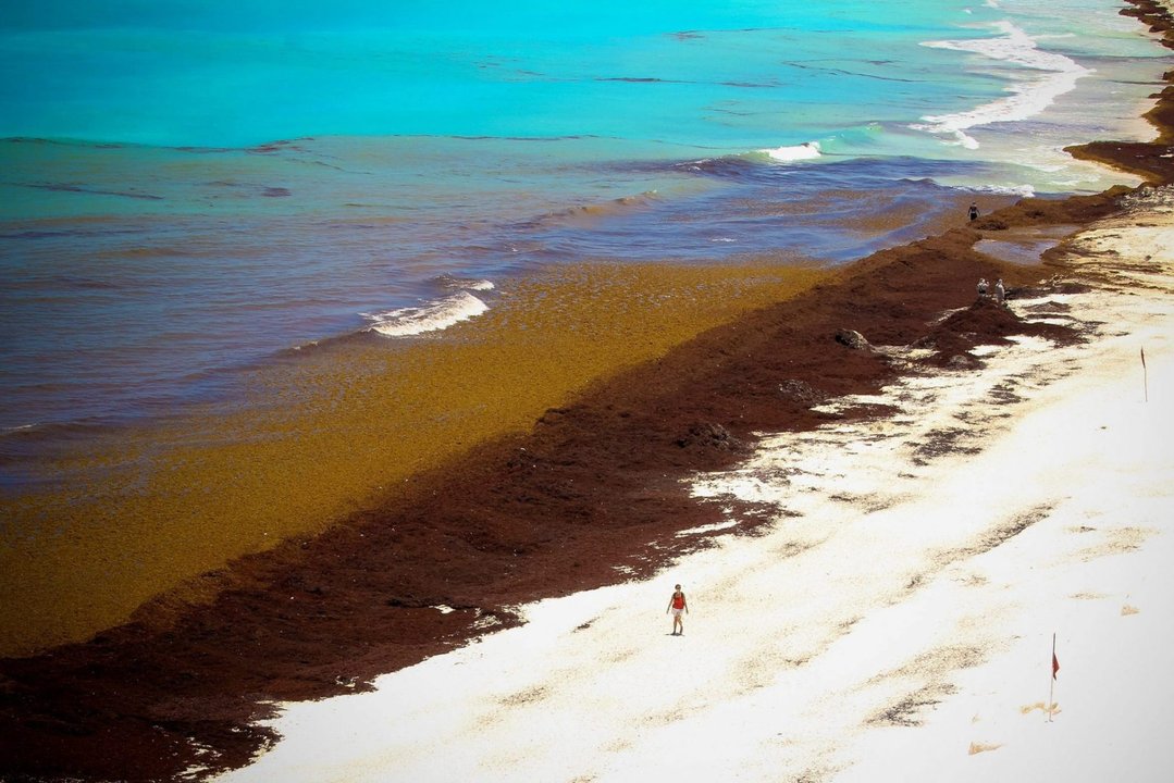 Cancún respira: el sargazo retrocede en sus playas Cancún respira: el sargazo retrocede en sus playas
