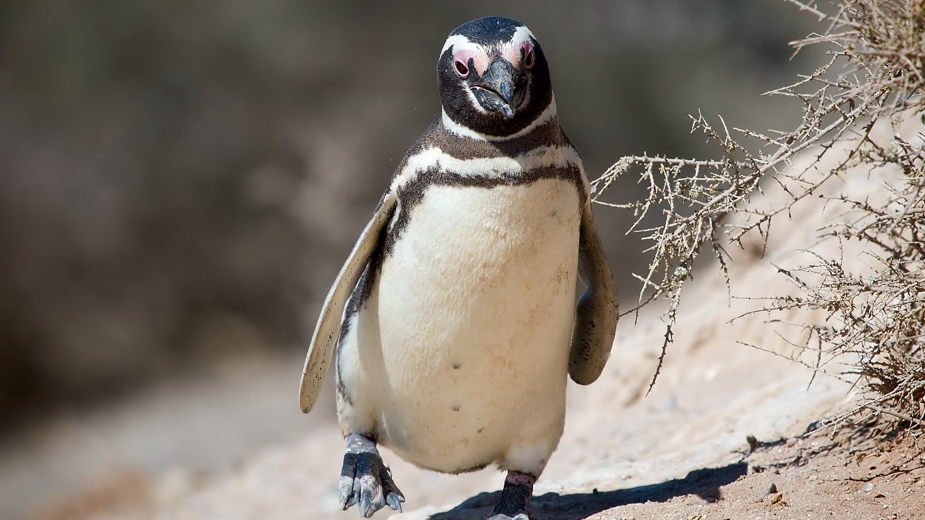 Chile — Chile viste a sus pingüinos heridos con trajes con partículas de cobre y zinc: protegen las heridas y buscan acelerar la recuperación de las aves rescatadas Chile — Chile viste a sus pingüinos heridos con trajes con partículas de cobre y zinc: protegen las heridas y buscan acelerar la recuperación de las aves rescatadas