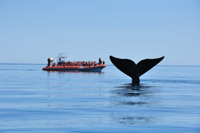 Chubut lleva sus destinos y atractivos a la Feria Internacional de Turismo 2026