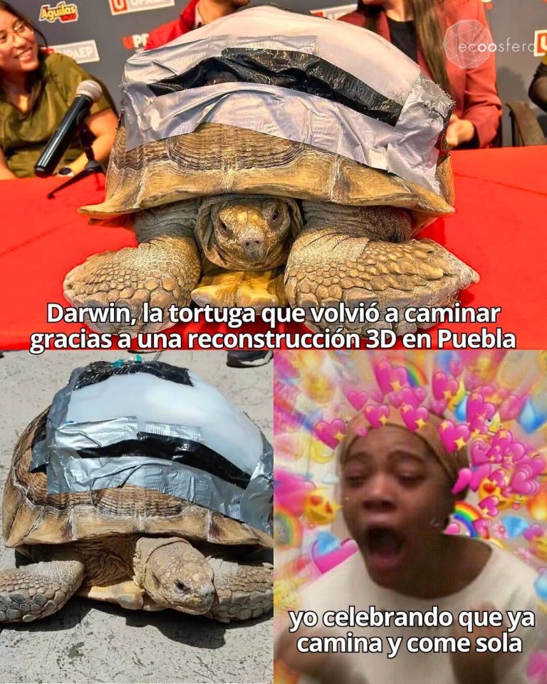 Darwin, la tortuga de 40 kilos que sobrevivió gracias a un caparazón 3D