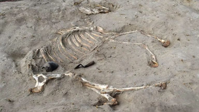 Descubren un esqueleto de caballo de 3.000 años en Egipto con excepcional conservación, revelando prácticas funerarias antiguas