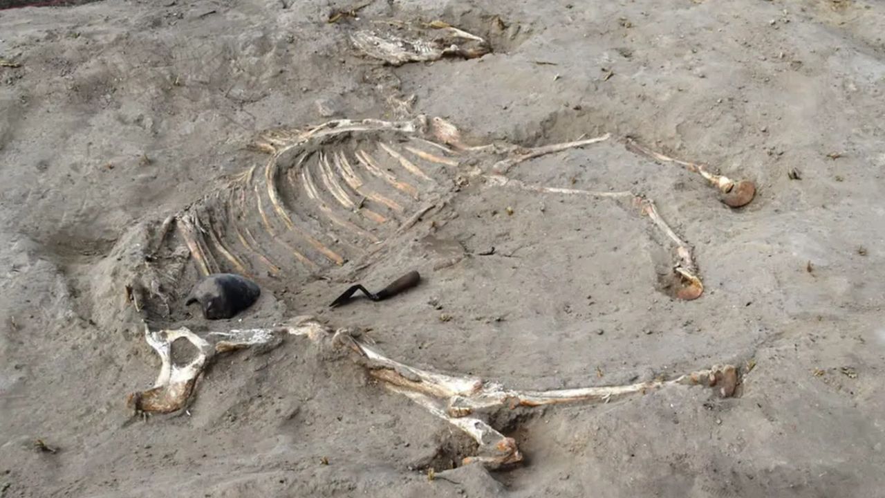Descubren un esqueleto de caballo de 3.000 años en Egipto con excepcional conservación, revelando prácticas funerarias antiguas