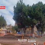 Destruyen 30% de árboles plantados en calles y parques de Juliaca