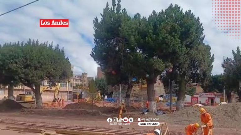 Destruyen 30% de árboles plantados en calles y parques de Juliaca