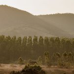 Día Mundial Contra el Monocultivo de Árboles 2026