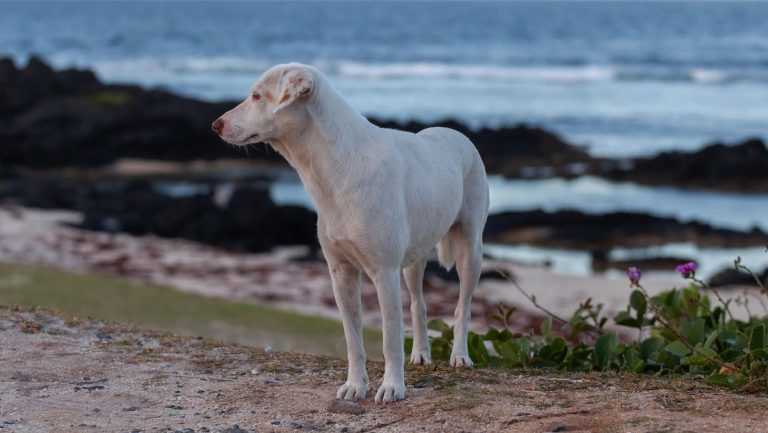Día Mundial del Perro Adoptado 2026