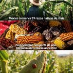 Día Nacional del Maíz: cada tortilla  que comes es historia viva de México