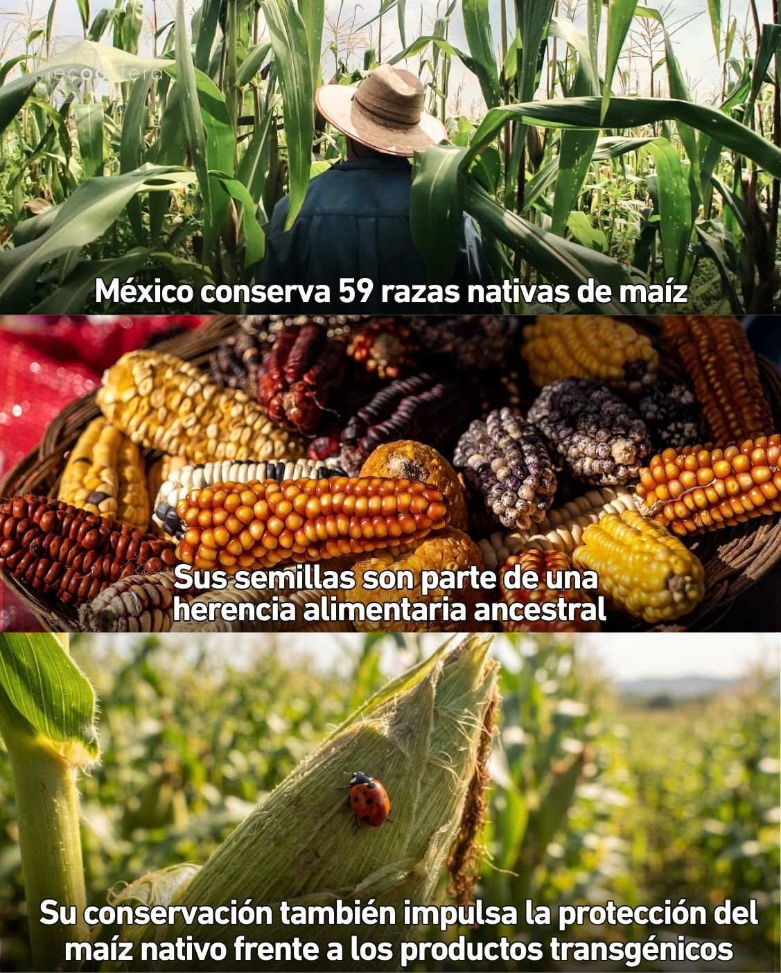 Día Nacional del Maíz: cada tortilla  que comes es historia viva de México