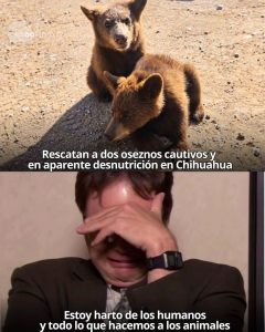 Dos oseznos rescatados en Chihuahua vivían en cautiverio y desnutrición